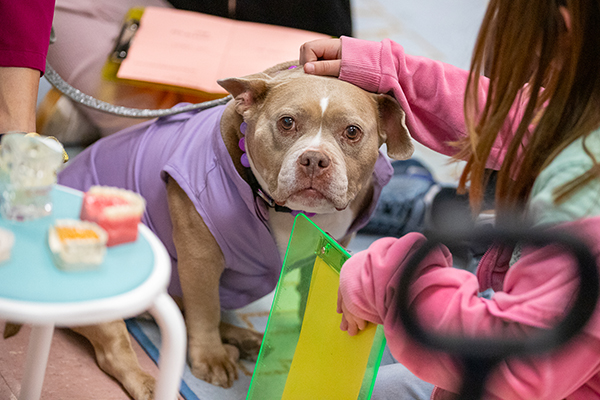 A girl pets a therapy dog wearing a purple shirt